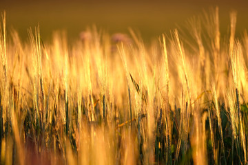 Close up blurred defocused grass and cereal plants field against sunlight at sunset. Glowing yellow orange red golden colour from natural light at dusk background and wallpaper.