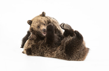 Fototapeta premium Grizzly bear cubs in the winter