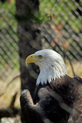Bald Eagle Closeup Profile
