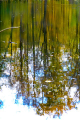 Like a painting: Beautiful shadowy reflections of tall green, brown and orange trees, blue sky and white clouds in the ripples of a pond 