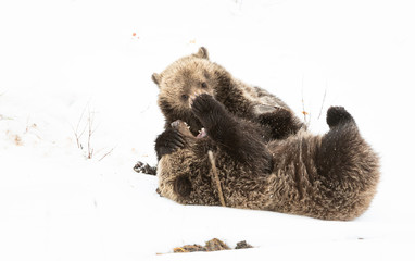 Grizzly bear cubs in the winter