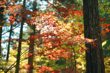 秋の紅葉
