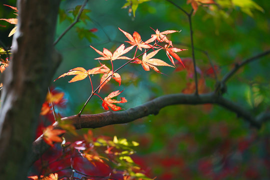 45 Best 小國神社 Images Stock Photos Vectors Adobe Stock