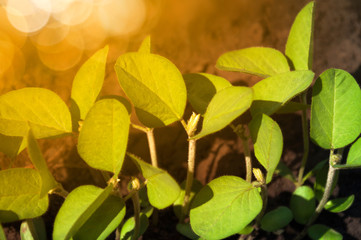 The stems of young soy plants in the field stretch up in the sun. Young growing soybean plants on a field in the sun. Selective focus.