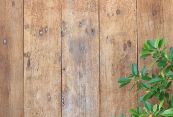 Wood texture with green leaves