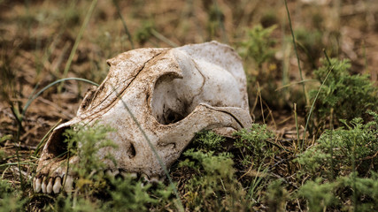 skull in field