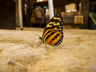 lycorea halia butterfly standing on the ground