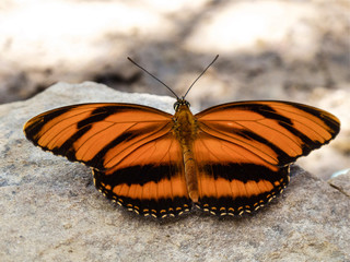 orange butterfly on the ground