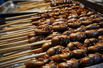 chinese bugs on a stick for eating