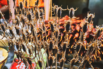 chinese bugs on a stick for eating