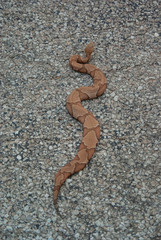 Copperhead on Road