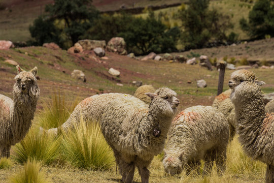 Wild Alpaca in Cusco Peru