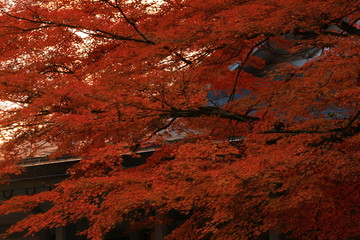 世界遺産　紅葉の中尊寺