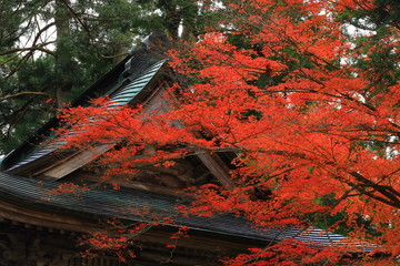 世界遺産　紅葉の中尊寺