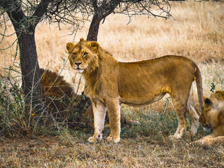 Lions de Tanzanie
