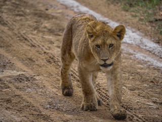 Obraz na płótnie Canvas Lions de Tanzanie