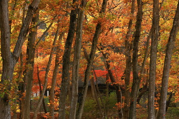 紅葉のみちのく民俗村