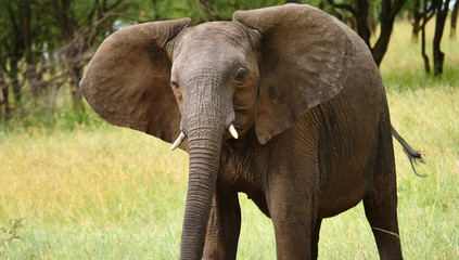 Fototapeta na wymiar Elephants en gros plan