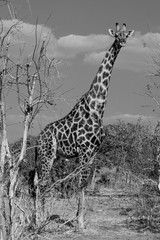 Girafe en blanc et noir