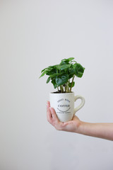 Fresh green sprout of coffee with green leaves grows in white cup. Environmental protection concept