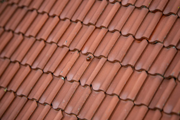 Red tale roof of a tiny model house with a ladybug on top