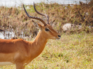 Naklejka na ściany i meble Antilopes d'Afrique