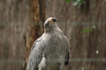 portrait of an eagle