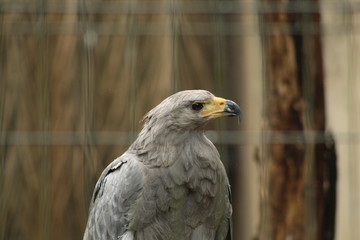 portrait of an eagle
