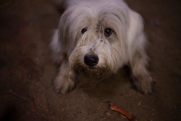 The dog looks frightened. Cute white dog