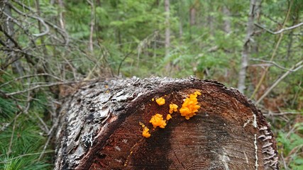 Orange slime mold
