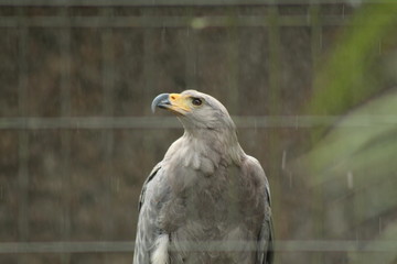 portrait of an eagle