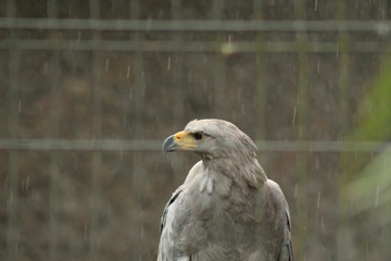 portrait of an eagle