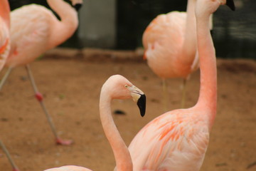 flamingo in zoo