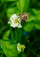bee on a white clover flower