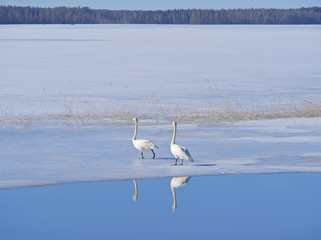 Beautiful whooper swan couple have found a spot of open water on frozen lake.