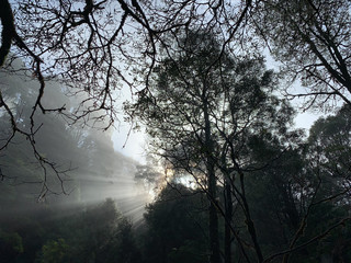 Old bare tree in early morning fog in Tasmanian Tarkine region with sun rays 