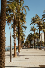 Landscape, Palms along the promenade on both sides of the track, the ocean is slightly visible on the left