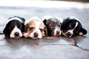 Newborn Puppies