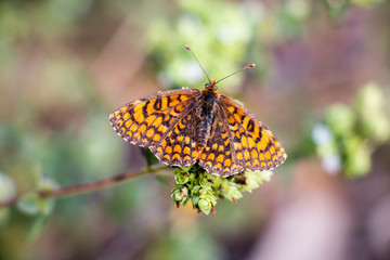 Butterfly On Oregano 17