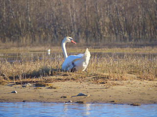 Whooper Swan quarding its nest by the sea
