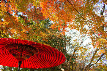 紅葉と傘が美しい日本の秋