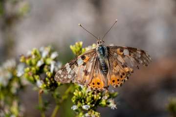 Butterfly On Oregano 15