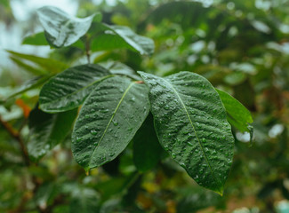 Green leaves in Asian tropical rainforest, Thailand