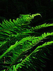 Bold Ferns