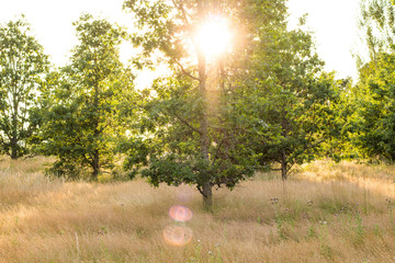 Three trees