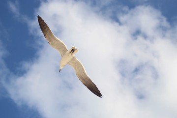 seagull in flight