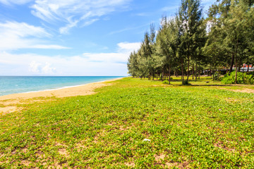 Ipomoea pes-caprae, also known as bayhops, beach morning glory or goat's foot on Mai Khao beach, phuket, Thailand