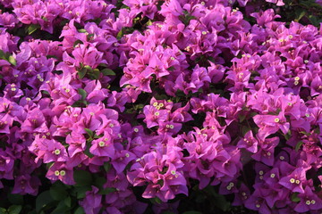Beautiful flowers and trees located in a garden park                  