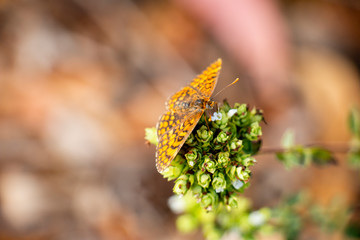 Butterfly On Oregano 12