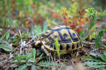 tortuga salvaje en la Región de Murcia España